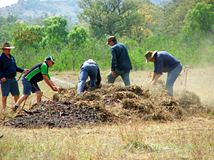 compost composting, compost static pile