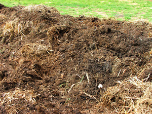 compost, making compost, compost pile turned
